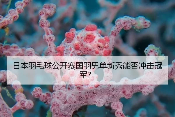 日本羽毛球公开赛国羽男单新秀能否冲击冠军？